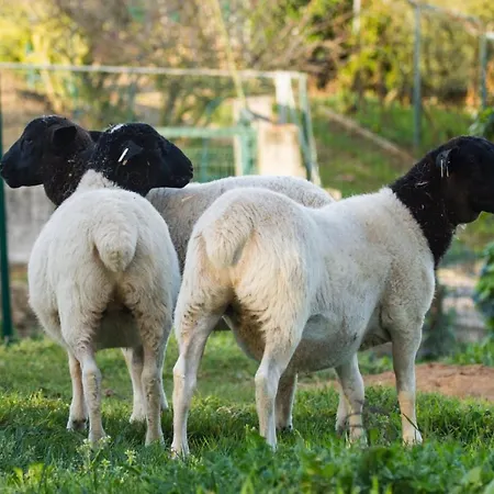 Quintinha Da Charneca Domek alpejski
