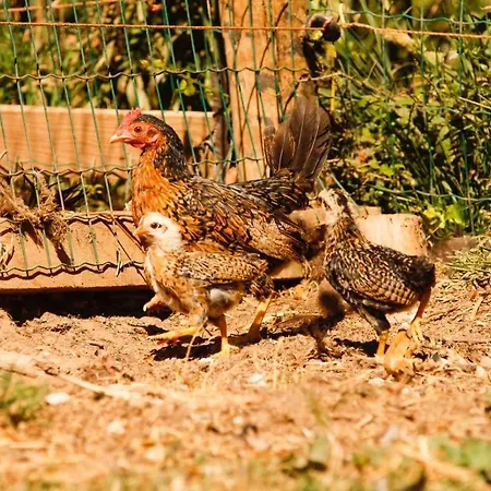 Quintinha Da Charneca Chalé Alfeizerão