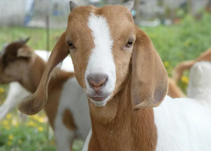 Quintinha Da Charneca