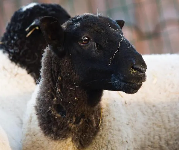 Quintinha Da Charneca * Alfeizerão