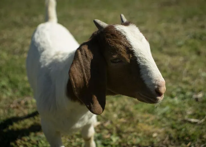 Alpesi faház Quintinha Da Charneca