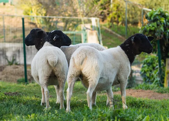 Quintinha Da Charneca Alpesi faház