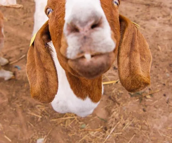 Quintinha Da Charneca Alpesi faház