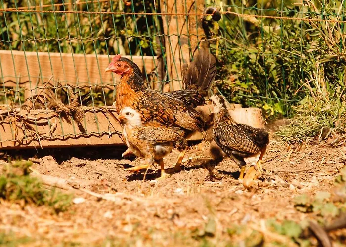 Quintinha Da Charneca Alpesi faház Alfeizerão